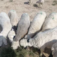 فروش بره و بزغاله نژاد خوب گوشتی|حیوانات مزرعه|زابل, |دیوار