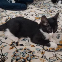 واگذاری گربه