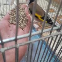 سهره نر|پرنده|بوئین زهرا, |دیوار