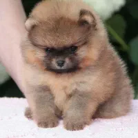 توله سگ پامر