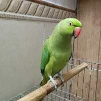 طوطی ملنگو سخنگو|پرنده|تهران, یافت آباد جنوبی|دیوار