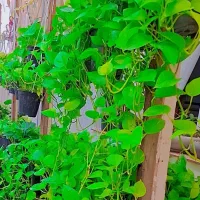 حراج گل های اپارتمانی|گل و گیاه طبیعی|رشت, عینک|دیوار
