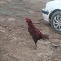 خروس لاری|حیوانات مزرعه|مشگین شهر, |دیوار