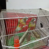 گرینچینگ|پرنده|مشهد, موعود|دیوار