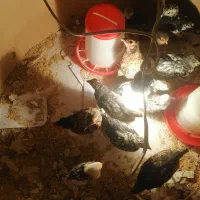 جوجه سبرایت پولک منظم