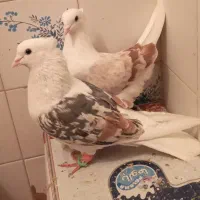 کفتر|پرنده|بروجرد, |دیوار