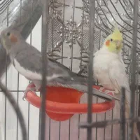 عروس هلندی مولد