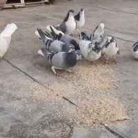 کفتر|پرنده|شاهین‌شهر, گزبرخوار|دیوار