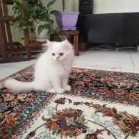پرشین|گربه|اصفهان, گلستان|دیوار