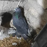 کبوتر|پرنده|تیکمه داش, |دیوار