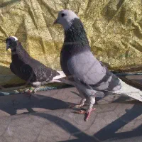 سه جفت کبوتر کفتر پرش سنگین|پرنده|رودهن, |دیوار