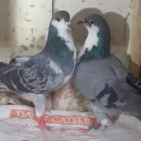 کرباتی،دمسفید|پرنده|مشهد, شهید بصیر|دیوار