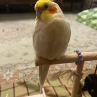 عروس هلندی گمشده (مژدگانی خوب برای یابنده)|حیوانات|تبریز, |دیوار