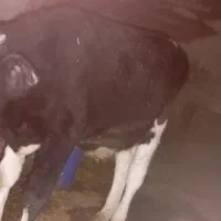 گاو و گوساله نر