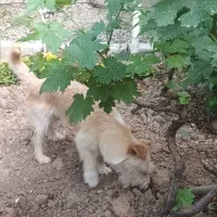 سگ اشپیتز|سگ|هشتگرد, فاز ۱ مهستان|دیوار