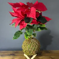 گلدان های خاص کوکداما