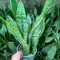 حراج به علت تغییر شغل|گل و گیاه طبیعی|ساری, |دیوار