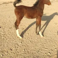 کره نریون دره شور