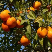 فروش ۱۲ تن نارنگی پیج درجه یک سر درخت