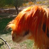 کوه داشتی|حیوانات مزرعه|بازفت, |دیوار