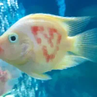 ۴عدد ماهی گوشت خوار آکواریومی