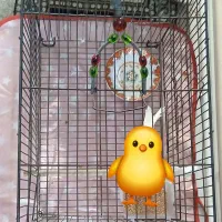 قفس بزرگ مناسب قناری طوطی برزیلی مرغ عشق فنج