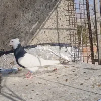 طوقی سیاه نر|پرنده|بجنورد, |دیوار