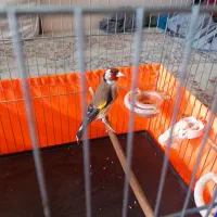 پرنده سهره|پرنده|ری, شهادت|دیوار