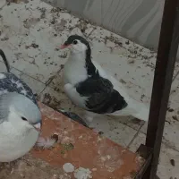 کبوتر خوشرنگ و طوقی|پرنده|فولادشهر, B2|دیوار