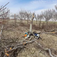 خرید انواع چوپ|خدمات باغبانی و درختکاری|نیشابور, سرآب کوشک|دیوار