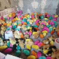 جوجه رنگی واردک و محلی|حیوانات مزرعه|ایرانشهر, |دیوار