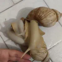 حلزون البینو|خزنده|قم, عمار یاسر|دیوار