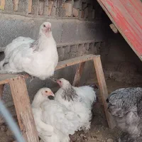 مرغ و خروس برهما
