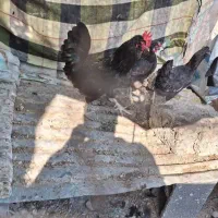 مرغ و خروس محلی|حیوانات مزرعه|خورموج, |دیوار