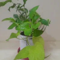 رویش مجددگیاهان اپارتمانی|گل و گیاه طبیعی|اصفهان, پوریای ولی|دیوار