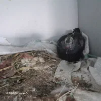 زاغ آلمانی درجه یک|پرنده|خاش, |دیوار