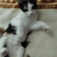 گربه ماده کالیگولا سه ماهه