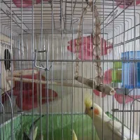 فروش عروس هلندی|پرنده|ایلام, |دیوار