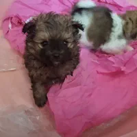 توله سگ‌پامرخالص  همراه با پدرمادر|سگ|مشهد, نیروی هوایی|دیوار