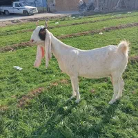 بز گلابی پاکستانی و بزغاله گلابی