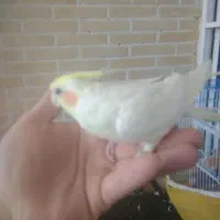 عروس دستی|پرنده|قنوات, |دیوار