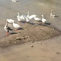 تخم غوغاز سفید|حیوانات مزرعه|علیآباد کتول, |دیوار