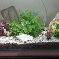 اکواریوم نو|ماهی|ملایر, |دیوار