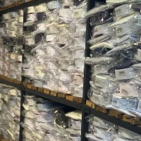 استخدام کارگر ساده