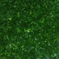 جعفری خورد شده