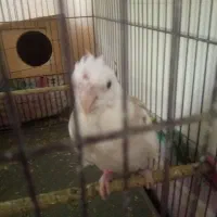 جفت عروس هلندی با جوجه|پرنده|مرودشت, ثبت احوال|دیوار