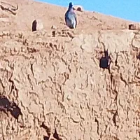 ک. بوتر|پرنده|نیشابور, دارایی|دیوار