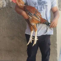 خروس و مرغ لاری