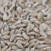 گندم چناب بزی فروش