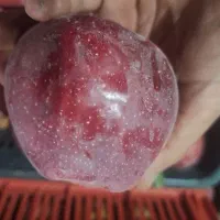 نهالستان سامین نهال|خدمات باغبانی و درختکاری|ارومیه, |دیوار